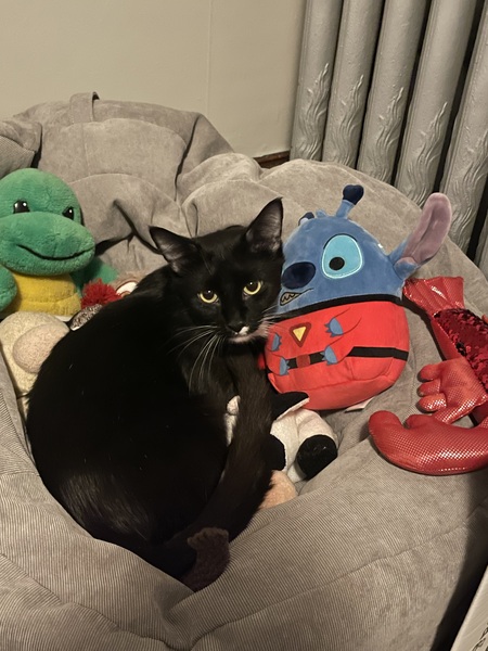 Felix Roo