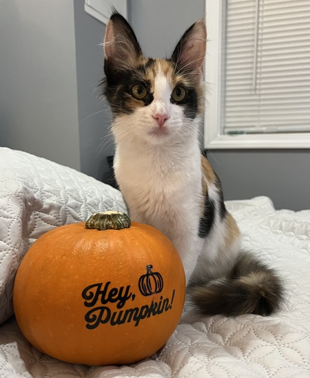 Pumpkin