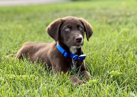 Gunner