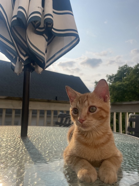 Simba 