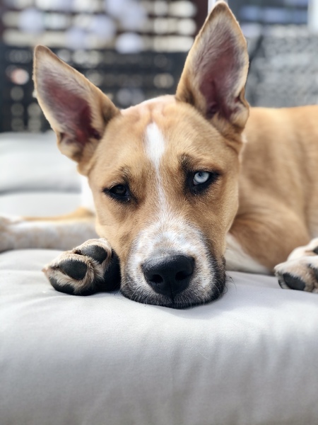 Odin 🐕🐾
