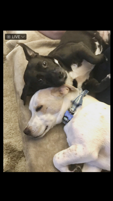 Duke & Duchess