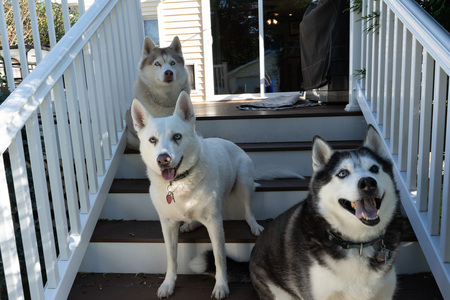 Tasha, Maya, Shiloh