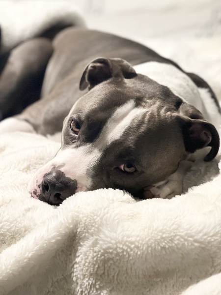 Hank