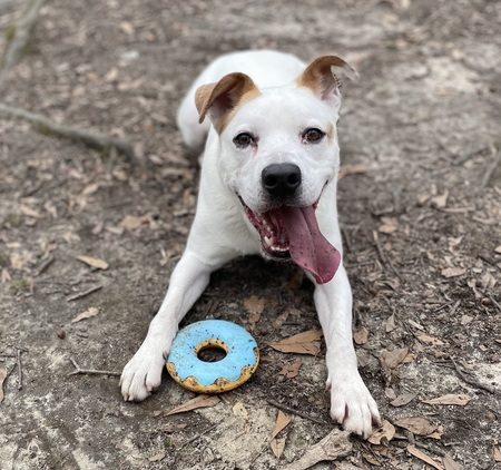 Coco (adoptable at the Spartanburg Humane Society!)