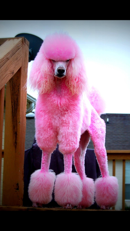 Dolly!