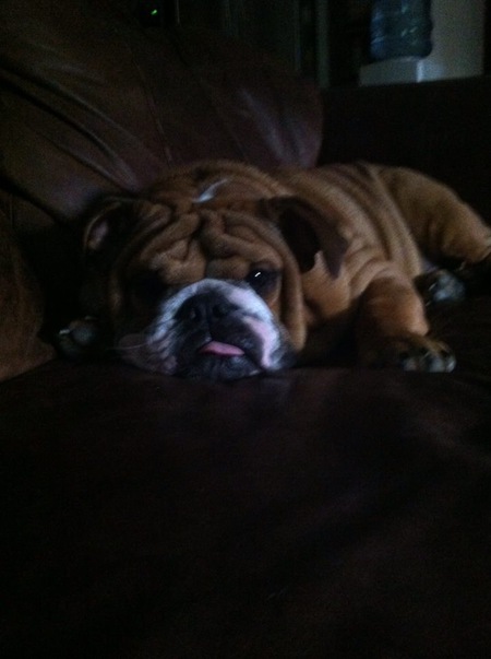 HARLEY "CHOPPER" WHITLOCK