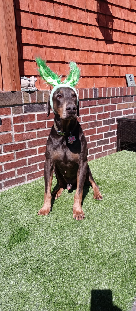 Mork (the DoberDork)