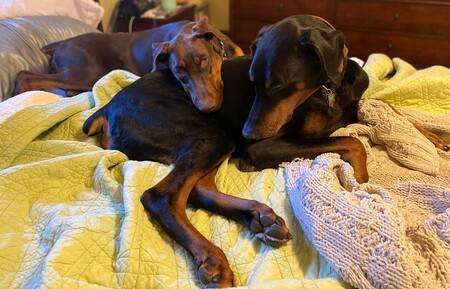 Moose & Maggie