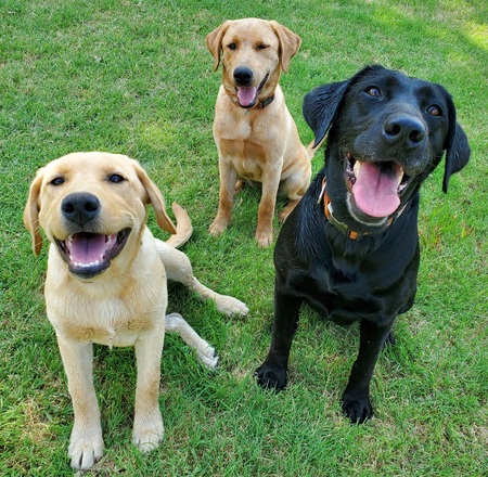 Nelli, Rylee, & Bristol