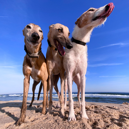 Casey, Bo and Shiloh