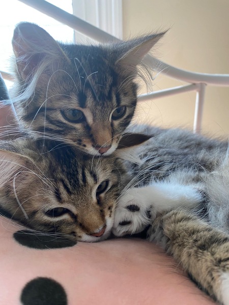 Minka and Zelda