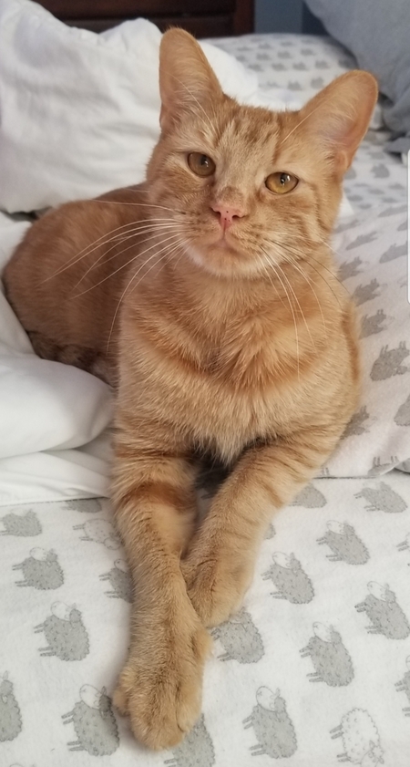 Clancy