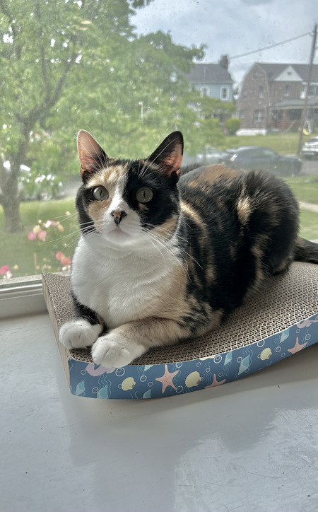 Tootsie 