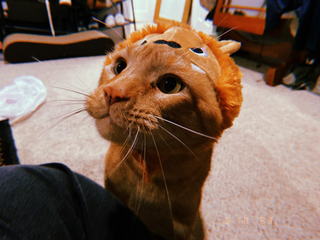 Vinny Van Gogh