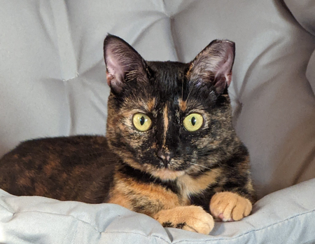 Circe