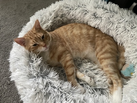 Marmalade