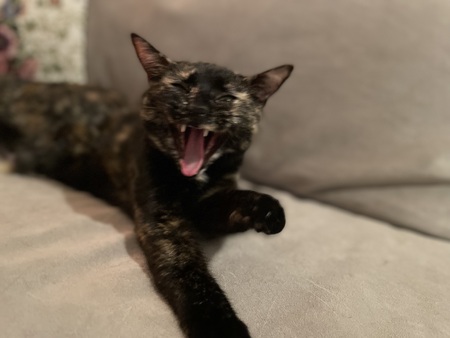 Maude