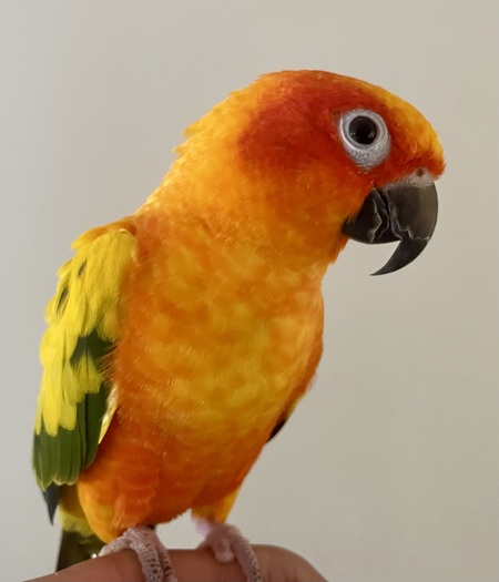 Mango