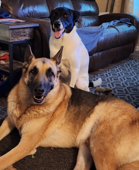 Ace (german shepard) and Mindi (shepard mix)