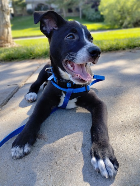 Louie