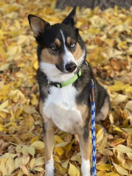 Mac