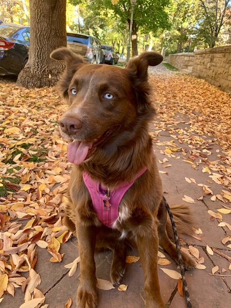 Malibu (Lazy Bones Dumpster Queen)