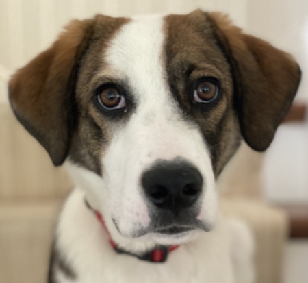 Cooper