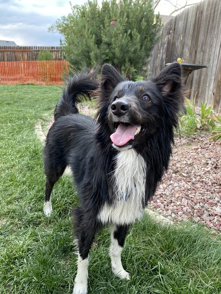 Scout