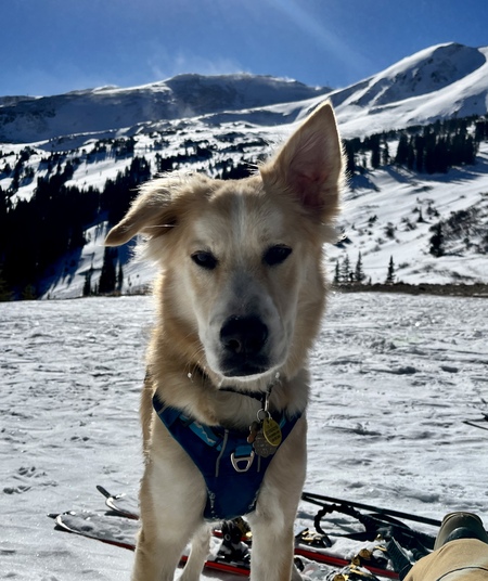Arlo