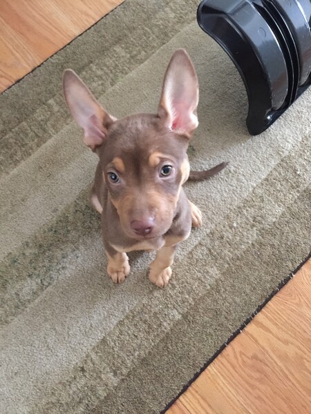 Kensi