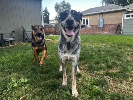 Copper and Minnie 