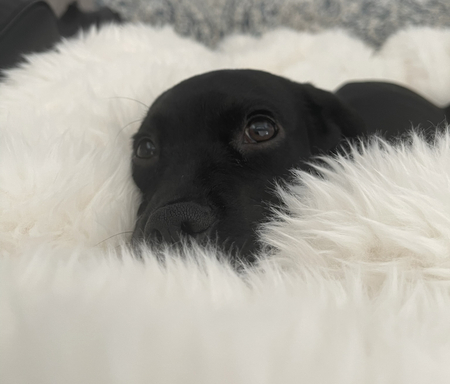 Stormy- Pup formerly known as Becky
