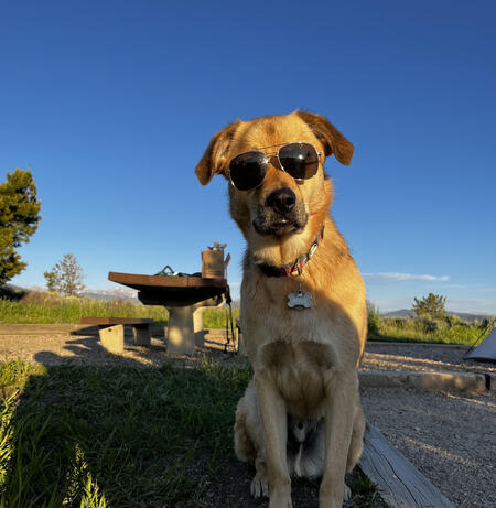 Benji