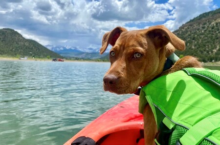 Groot (formerly Angus) he is Groot