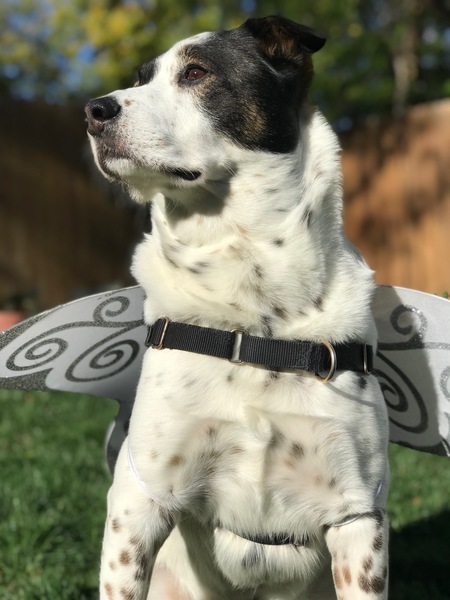 Buddy
