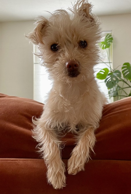 Sylvie 