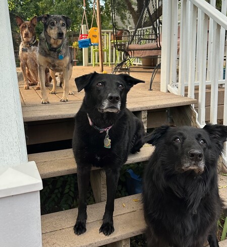 From left to right:  Mylo, Chase, Bristol and Stella 