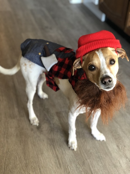Benton (the lumberjack russell)