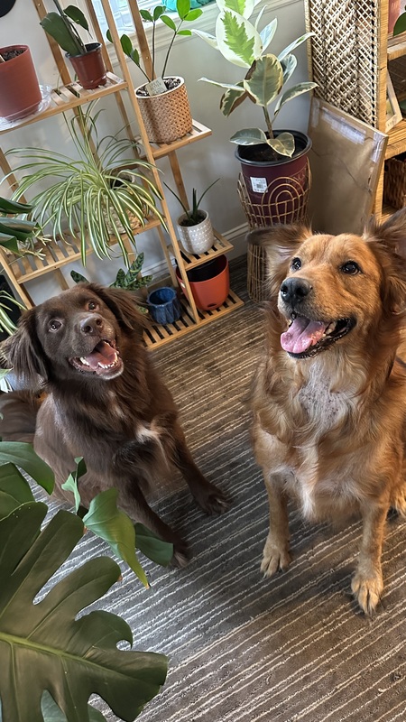 Roxie and Fudge 