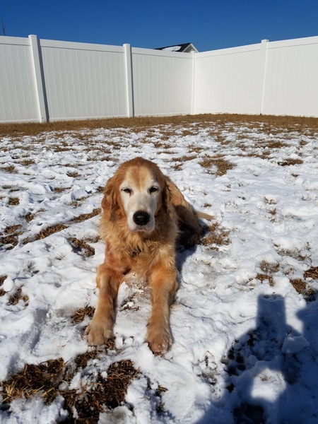 Odie