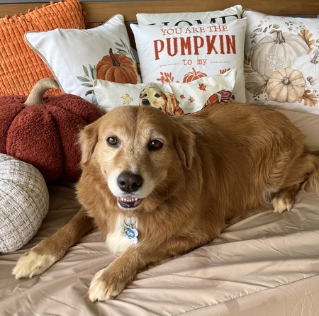 Piper