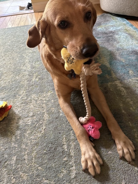 Wrangler the Goldador