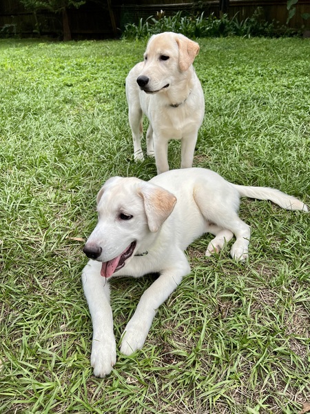 Dax and Dino