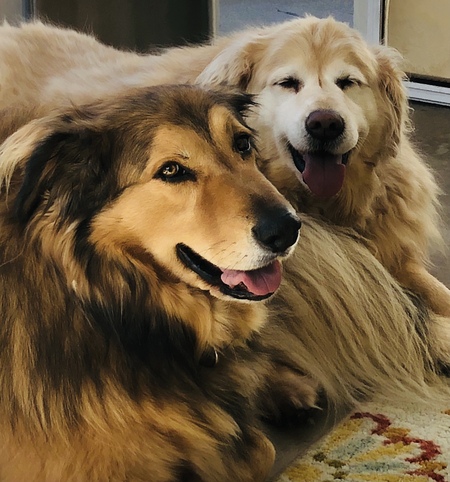 Leo and Shelby Fair