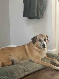 Stella