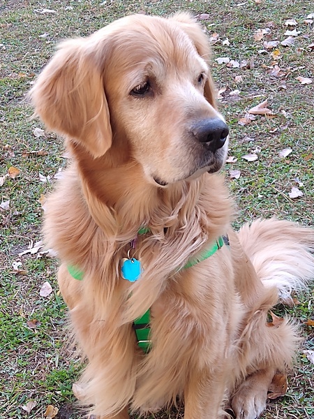 Buddy 