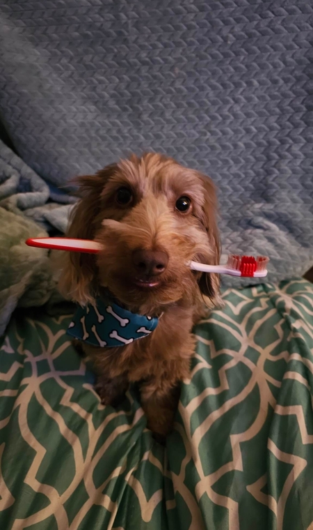 Biscuit 
