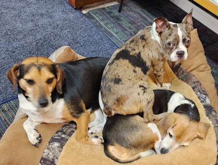Ivy, Marbie, and Petey