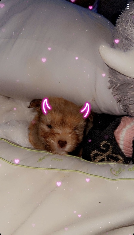 Rosie